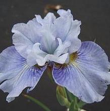 Iris sibirica 'Mission Bay' Iris sibirica 'Mission Bay'