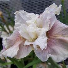 Iris sibirica 'Wynne Magnolia' Iris sibirica 'Wynne Magnolia'