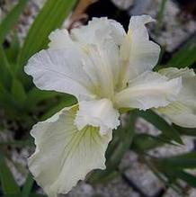 Iris sibirica 'Sugar Sprite' Iris sibirica 'Sugar Sprite'