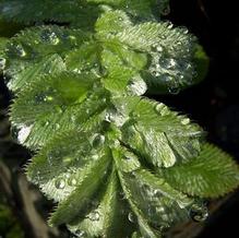 Potentilla lineata Potentilla lineata