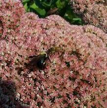 Sedum telephium 'Autumn Joy' Sedum telephium 'Autumn Joy'
