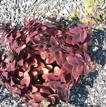 Sedum telephium 'Curmudgeon' Sedum telephium 'Curmudgeon'