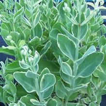 Sedum telephium 'Frosty Morn' Sedum telephium 'Frosty Morn'