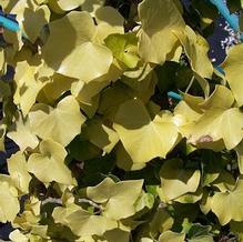 Hedera helix 'Buttercup' Hedera helix 'Buttercup'
