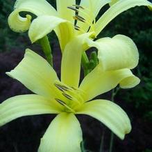 Hemerocallis thunbergii Hemerocallis thunbergii