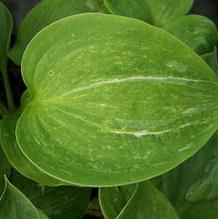 Hosta 'Spilt Milk' Hosta 'Spilt Milk'