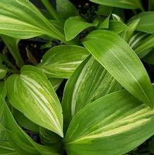 Hosta 'Swoosh' Hosta 'Swoosh'