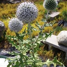Echinops sphaerocephalus ''icy blue-white'' Echinops sphaerocephalus ''icy blue-white''