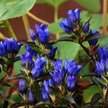 Gentiana x 'True Blue' Gentiana x 'True Blue'
