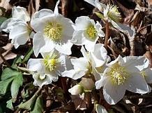 Helleborus niger Helleborus niger
