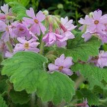 Primula kisoana Primula kisoana