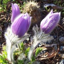 Pulsatilla vulgaris Pulsatilla vulgaris