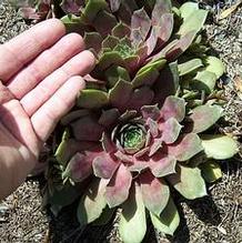 Sempervivum 'Imperial' Sempervivum 'Imperial'