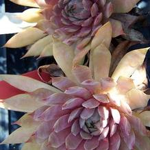 Sempervivum 'Flamingo' Sempervivum 'Flamingo'