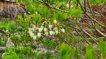 Enkianthus perulatus 'Compactus' Enkianthus perulatus 'Compactus'