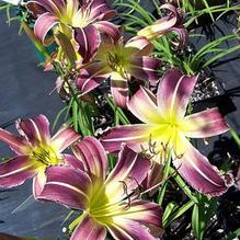 Hemerocallis 'Prince of Purple' Hemerocallis 'Prince of Purple'