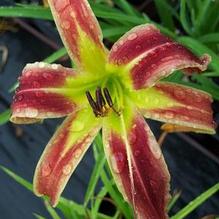 Hemerocallis 'Santa's Pants' Hemerocallis 'Santa's Pants'