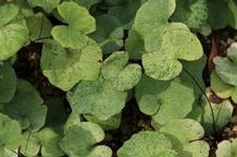 Jeffersonia dubia 'Variegata' Jeffersonia dubia 'Variegata'