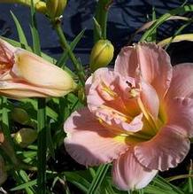 Hemerocallis 'Mother Superior' Hemerocallis 'Mother Superior'