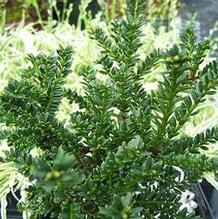 Taxus baccata 'Fowle' Taxus baccata 'Fowle'