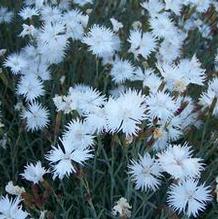 Dianthus arenarius 'Snow Flurry' Dianthus arenarius 'Snow Flurry'