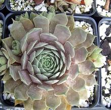 Sempervivum 'Pacific Blue Ice' Sempervivum 'Pacific Blue Ice'
