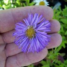 Erigeron speciosus 'Azure Fairy' Erigeron speciosus 'Azure Fairy'