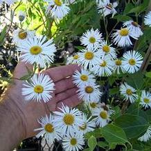 Erigeron speciosus 'Schneewittchen' Erigeron speciosus 'Schneewittchen'