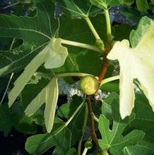 Ficus carica 'Jolly Tiger' Ficus carica 'Jolly Tiger'