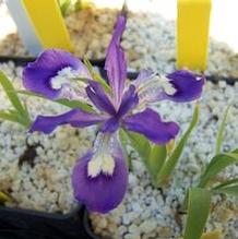 Iris cristata 'Dash It All' Iris cristata 'Dash It All'