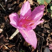 Colchicum x agrippinum Colchicum x agrippinum