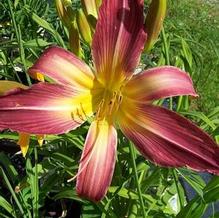 Hemerocallis 'Olallie VT x Kindly Light' Hemerocallis 'Olallie VT x Kindly Light'