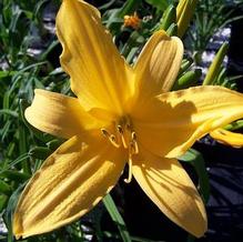 Hemerocallis littorea Hemerocallis littorea