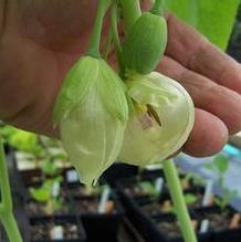 Podophyllum pleianthum 'Snowfall' Podophyllum pleianthum 'Snowfall'