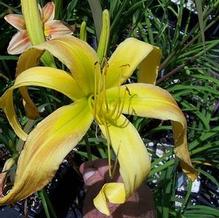 Hemerocallis 'Dances With Giraffes' Hemerocallis 'Dances With Giraffes'