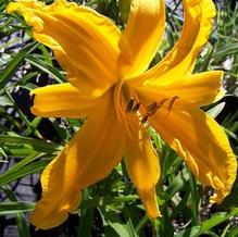 Hemerocallis 'Jersey Spider' Hemerocallis 'Jersey Spider'