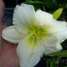 Hemerocallis 'Nanuq' Hemerocallis 'Nanuq'