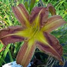 Hemerocallis 'Quilt Patch' Hemerocallis 'Quilt Patch'
