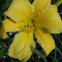 Hemerocallis 'Sarajevo' Hemerocallis 'Sarajevo'