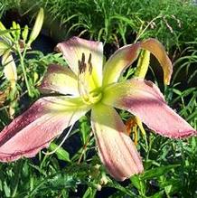 Hemerocallis 'Webster's Pink Wonder' Hemerocallis 'Webster's Pink Wonder'