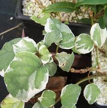 Schizophragma hydrangeoides 'Shiro Fuka Fukurin Fu' Schizophragma hydrangeoides 'Shiro Fuka Fukurin Fu'