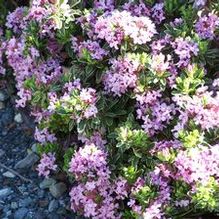 Daphne x cneorum 'Stasek' Daphne x cneorum 'Stasek'