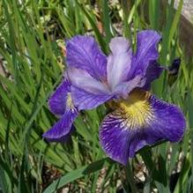 Iris sibirica 'Cape Cod Boys' Iris sibirica 'Cape Cod Boys'