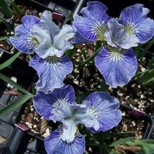 Iris sibirica 'Too Cute' Iris sibirica 'Too Cute'