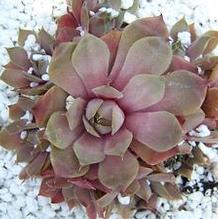 Sempervivum 'Desert Bloom' Sempervivum 'Desert Bloom'