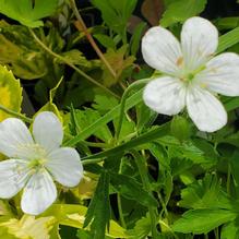 Geranium maculatum f. albiflorum Geranium maculatum f. albiflorum