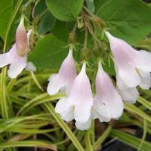 Dipelta floribunda Dipelta floribunda