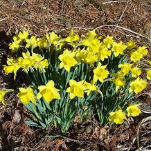 Narcissus 'Little Gem' Narcissus 'Little Gem'
