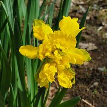 Narcissus un-identified heirloom Narcissus un-identified heirloom