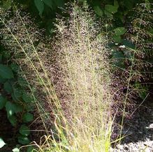 Eragrostis trichoides Eragrostis trichoides